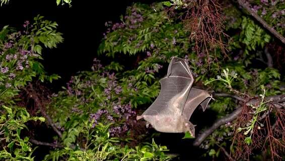 לא הפיצו קורונה. מתוך תערוכת הצילומים "בליינד דייט עם עטלף" // צילום: יובל ברקאי